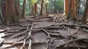 Roots of trees